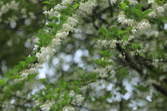 里山の可憐な花