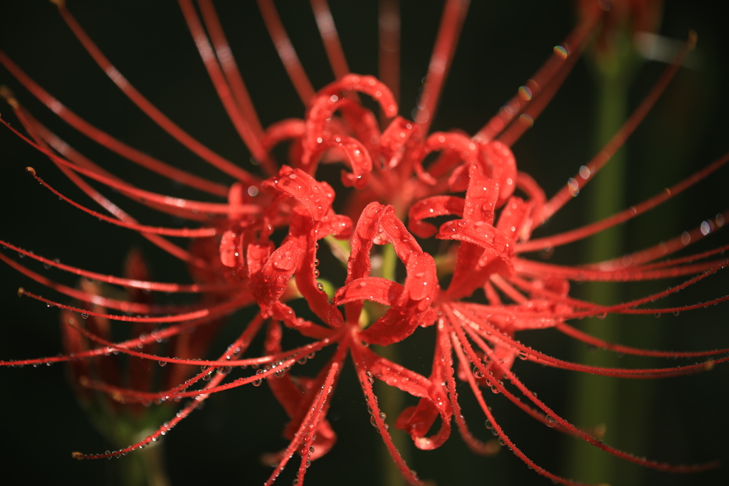 曼珠沙華