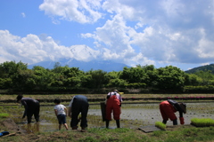 田植え