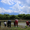 田植え