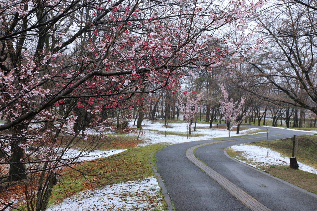 雪中花