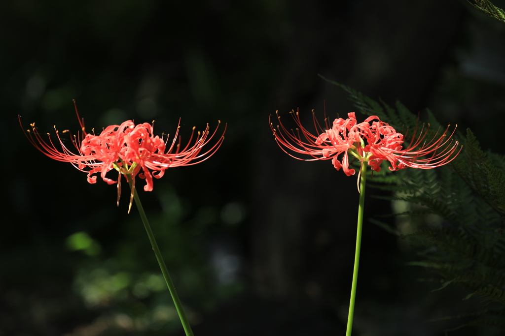 曼珠沙華