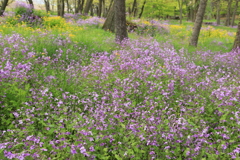 近所の公園