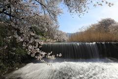 黒沢川・6