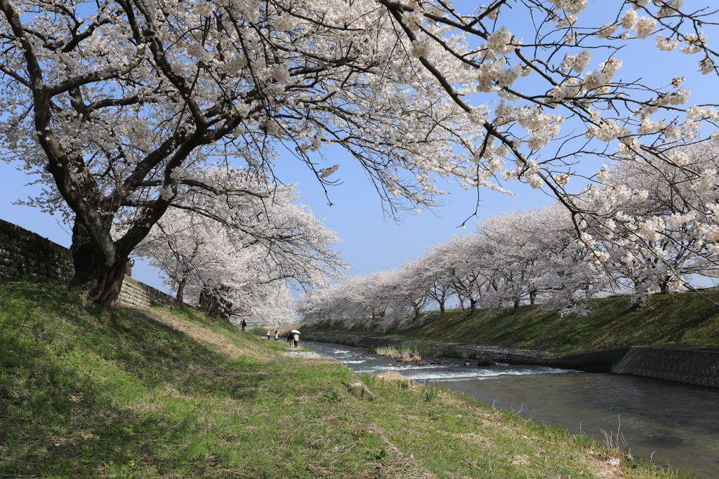 春の川べり