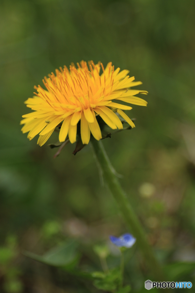 たんぽぽ・・・・