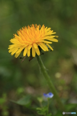 たんぽぽ・・・・