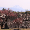 敷島うめの里（富士を望む）