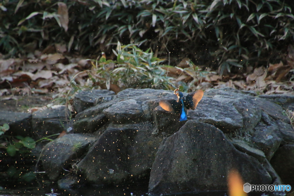 カワセミさん　ヤッター1