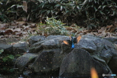 カワセミさん　ヤッター1