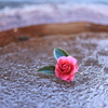 氷椿