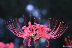 彼岸花