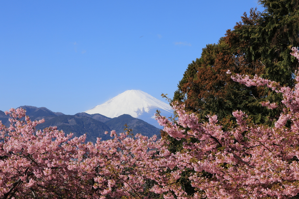 スギ花粉も！