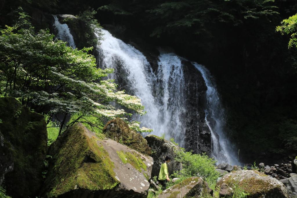 山法師咲く千ヶ滝