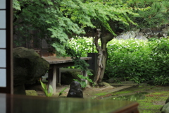 日本庭園「半夏生」