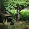 日本庭園「半夏生」