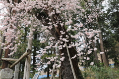 エドヒガン桜