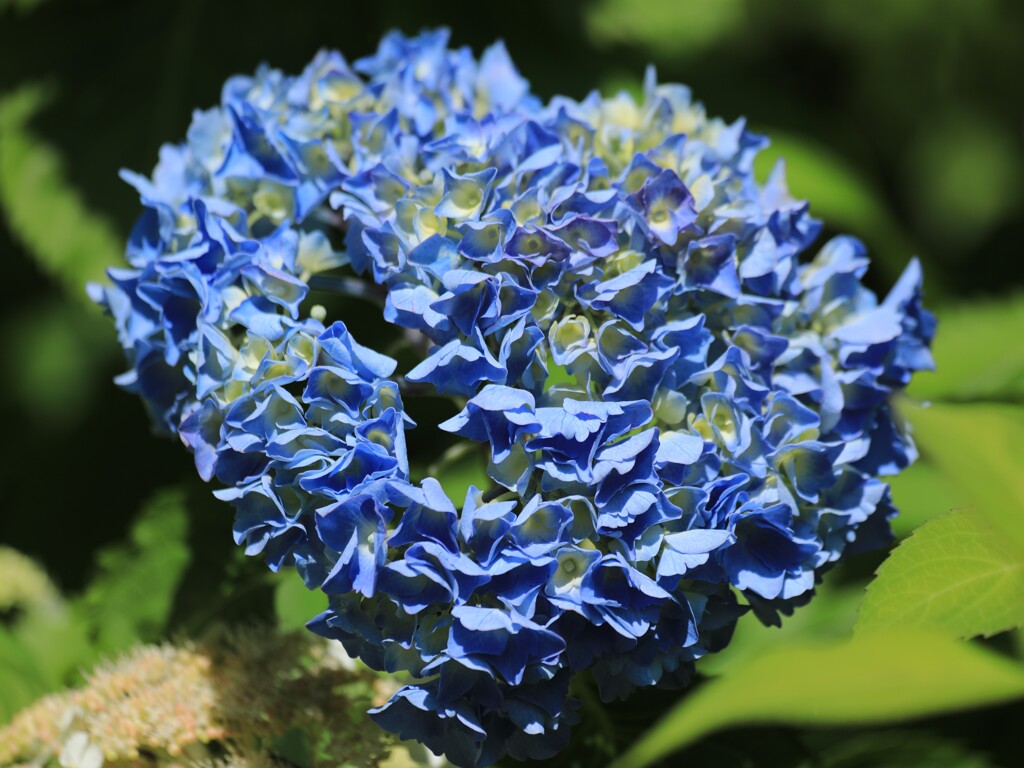 幸せ紫陽花