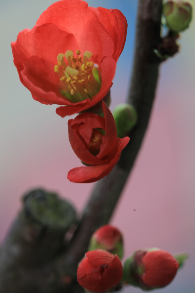 木瓜