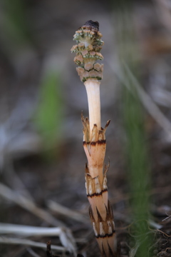 やっと”見っけ・・・