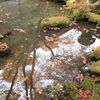 秋を映す