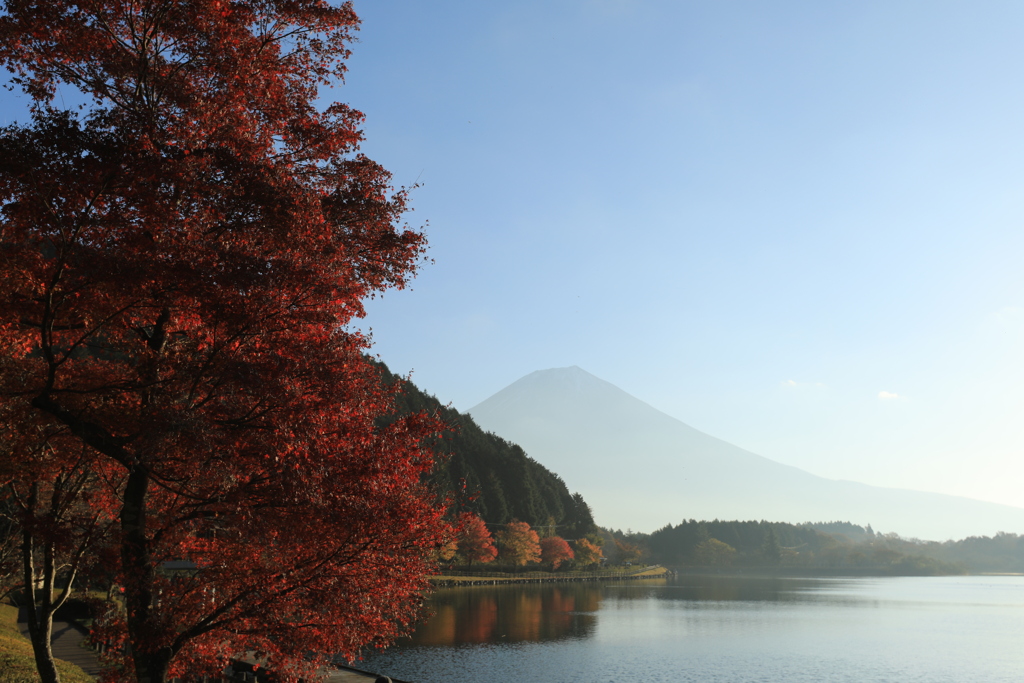 朝霧に佇む富士
