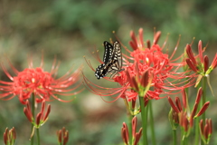 曼珠沙華と蝶