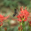 曼珠沙華と蝶