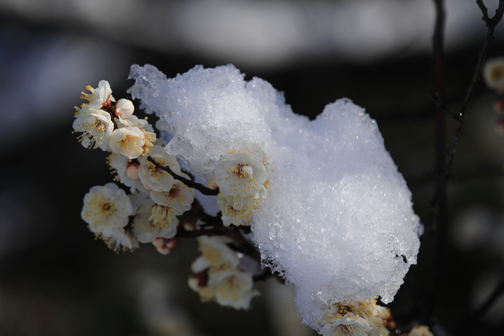 雪を背に耐える（白梅）