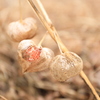 夏の忘れ物
