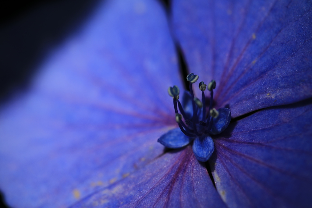 紫陽花の花〃