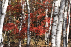 白樺林に色づくもみじ