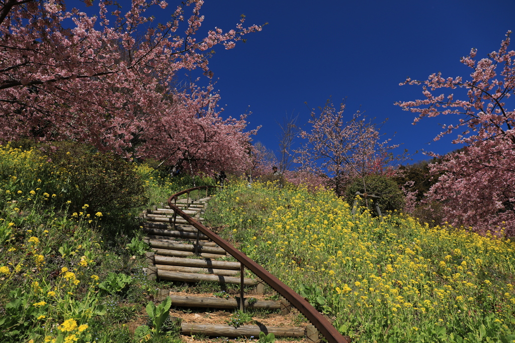 青空への花階段