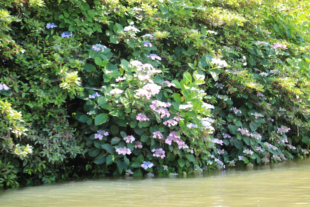 水郷潮来″紫陽花″