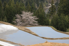 棚田の雪中桜・1