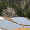 棚田の雪中桜・1
