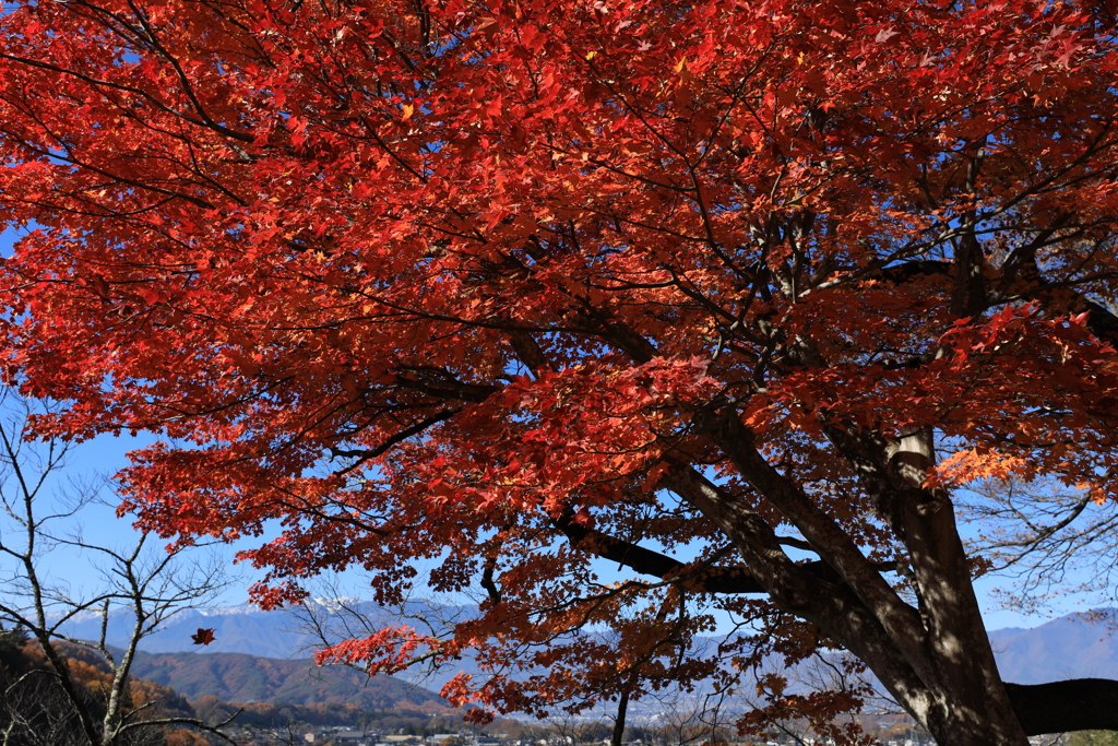 高遠城址より中央アルプス・2
