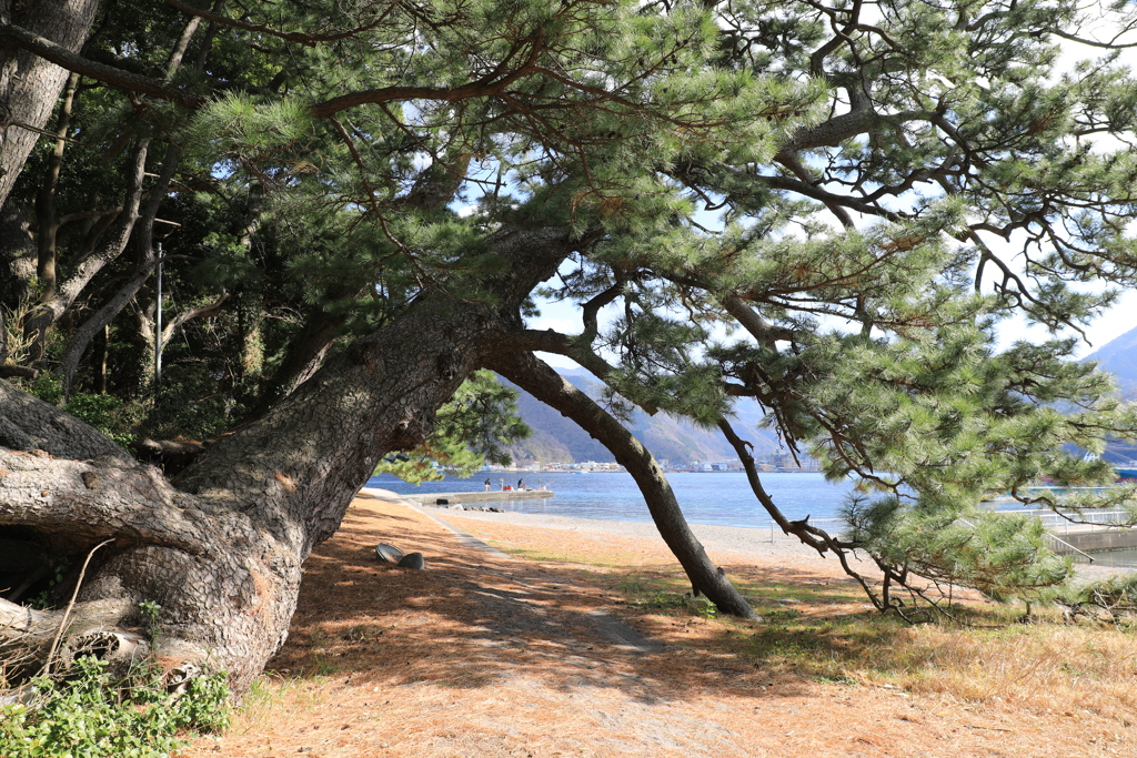 根上の松