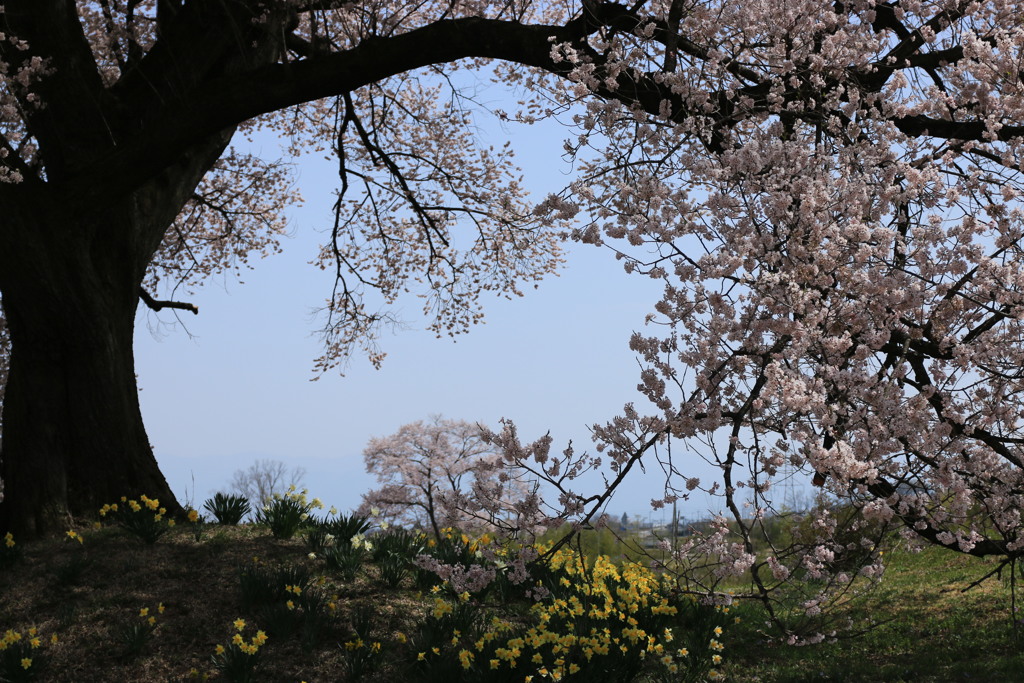 わに塚の桜・2