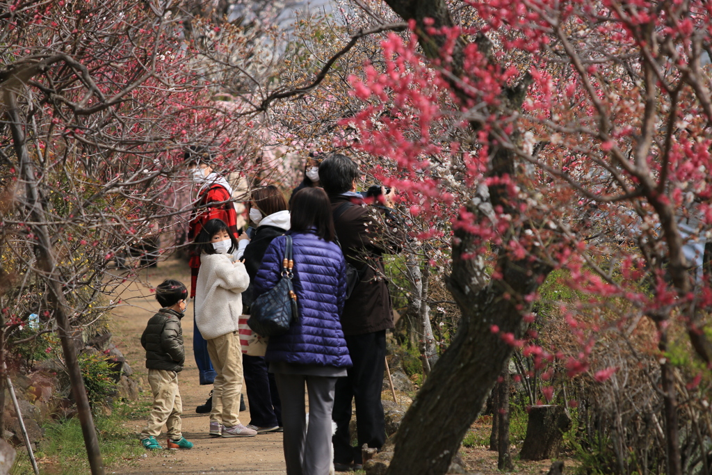 不老園（梅園）1