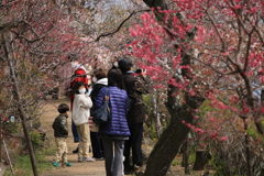 不老園（梅園）1