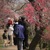 不老園（梅園）1