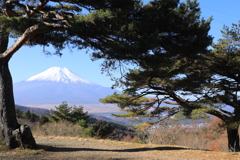 夫婦松