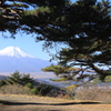 夫婦松