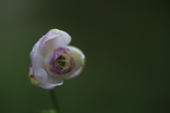 蓮華升麻
