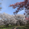 桜咲く「午後の公園」