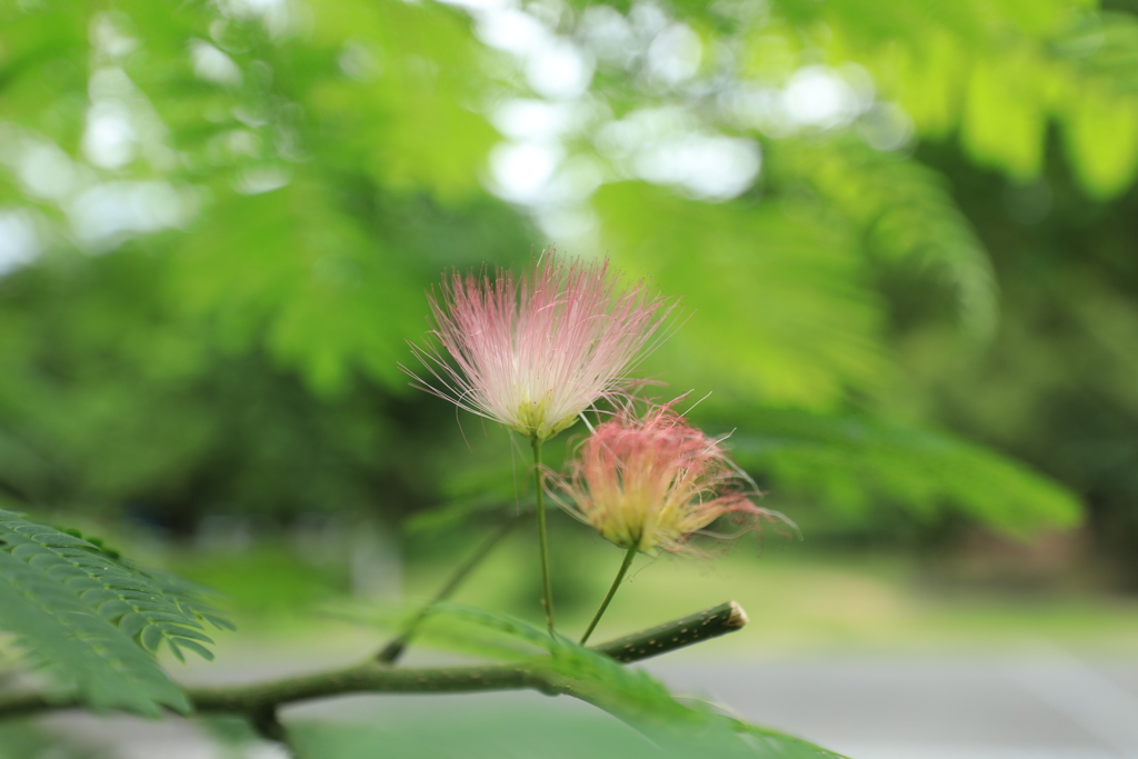 ねむの木の花