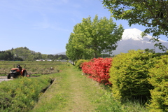 富士山麓田植えの準備〃