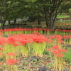 里山の公園Ⅱ