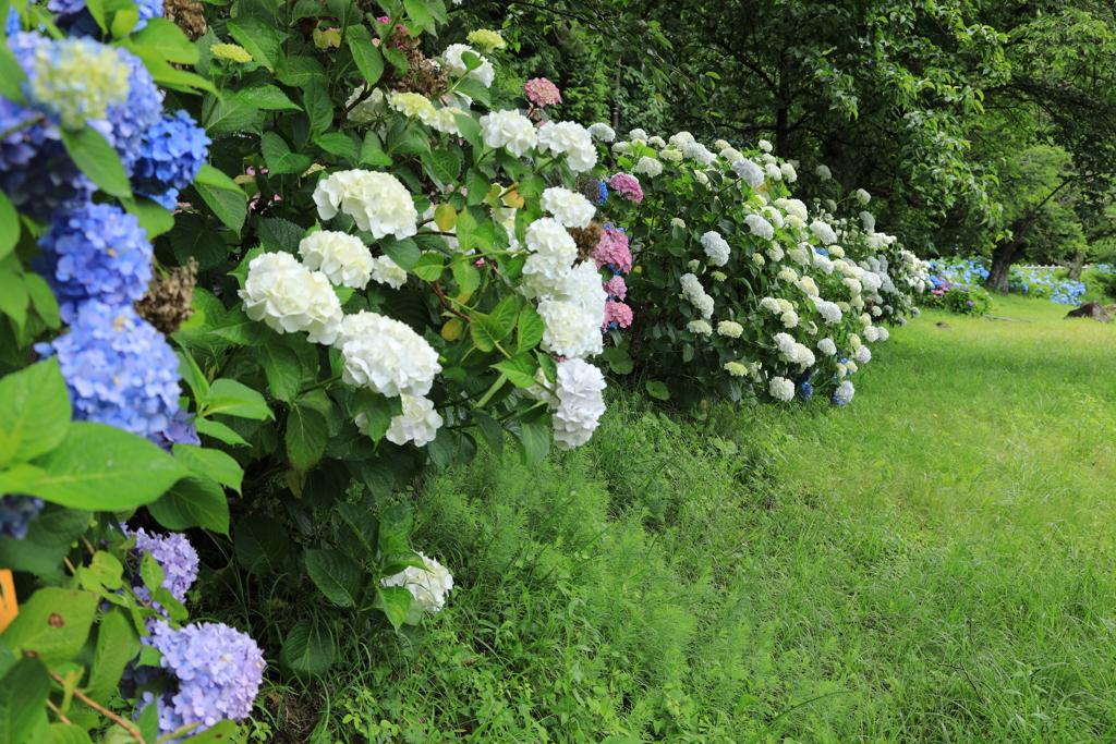 湖畔の紫陽花